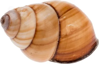 Produktbild von Helicostyla rufogastra, Größe ca. 4-5cm | Landschnecke