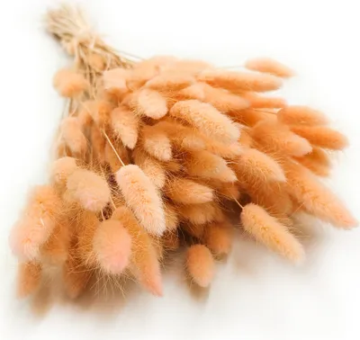 Produktbild von Getrocknete Hasenschwanzgras - (Lagurus) - Pfirsich