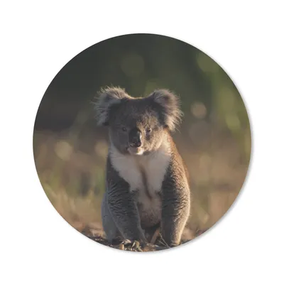 Produktbild von MuchoWow® Mauspad Mousepad Koala - Sonne - Tier - Kinder - Jungen - Mädchen 30x30 cm - Mousepads - Maus Mat - Pad - Mausunterlage - Tischunterlage - Schreibtischmatten