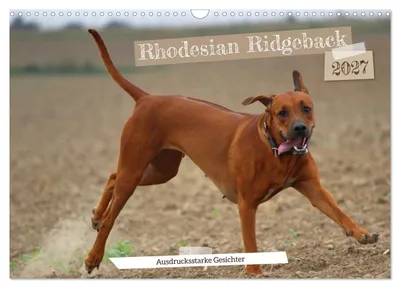 Produktbild von Rhodesian Ridgeback - Ausdrucksstarke Gesichter (Wandkalender 2027 DIN A3 quer), CALVENDO Monatskalender