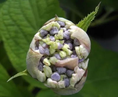 Produktbild von Hortensie Sterilis - Hydrangea involucrata Sterilis