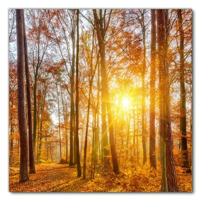 Produktbild von Wallario selbstklebende Möbelfolie/ Tischdecke für Innen und Außen, Größe: 60 x 60 cm - Sonnenuntergang im herbstlichen Wald