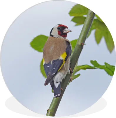 Produktbild von MuchoWow® Rundes Wandbild - Runde Bilder Ein Stieglitz zwischen den grünen Blättern Ø 60 cm Kreis Wanddekoration Kunststoff - Wandkreis - Wandschmuck - Wand Kreis - Das Schlafzimmer - Die Bilder - Wandmalerei - Kunst für das Haus - das Plastik
