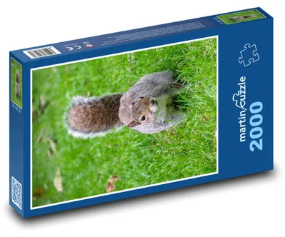 Zdjęcie produktu dla martinpuzzle - Puzzle 2000 - Veverka - hlodavec