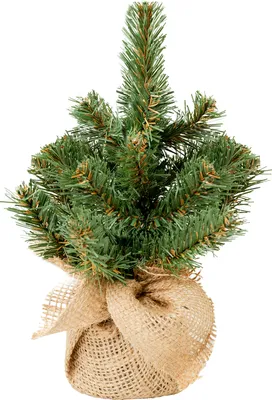 Produktbild von Narnia Weihnachtsbaum im Topf 25 cm