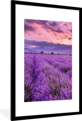 Produktbild von MuchoWow® Gerahmtes Poster Lavendel - Lila - Blumen - Feld 60x90 cm - Poster mit Schwarzem Bilderrahmen Wandposter Rahmen Foto Bilder - Dekoration - Wandposter Wohnzimmer - Hochwertig