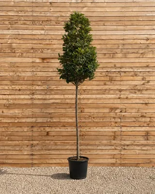 Produktbild von Immergrüne Magnolie Hochstamm 300-350 cm, Stammumfang 12-14 cm - Magnolia grandiflora Hochstamm, immergrün