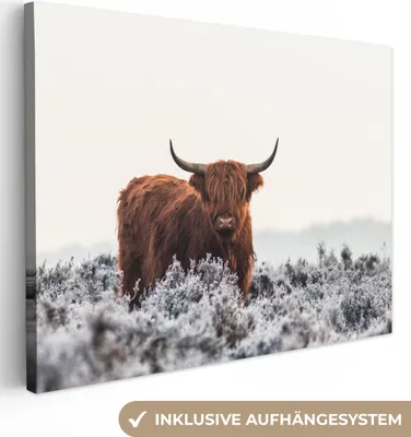 Produktbild von MuchoWow® - Leinwandbilder - Schottischer Hochländer - Tier - Natur - Weiß, Wandbild, Wanddeko Bilder Wohnzimmer, 40x30 cm