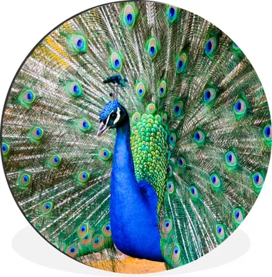 Produktbild von MuchoWow® Aluminium Wandkreis Pfau - Federn - Blau Ø 30 cm Wanddeko Modern Wohnzimmer - Wand Bild - Wohnzimmer - Runde Bilder - Alubilder - Kunst für zu Hause - Aluminium - Wanddekoration