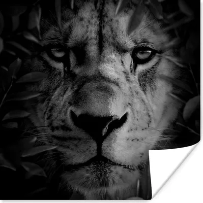 Produktbild von MuchoWow® Poster Pflanzen - Löwe - Natur - Schwarz - Weiß 50x50 cm - Wohnzimmerdekoration