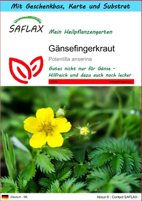Produktbild von SAFLAX Geschenk Set - Gänsefingerkraut - Potentilla anserina - 20 Samen - Mit Geschenkbox, Versandaufkleber, Geschenkkarte und Anzuchtsubstrat