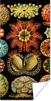Produktbild von MuchoWow® Poster Vintage - Ernst Haeckel - Meerestier - Natur - Meer - Kunst 60x120 cm - Wandschmuck