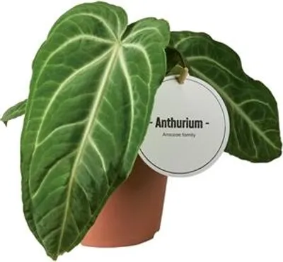 Obrázek produktu pro Gardners Anthurium Villenaorum, průměr 12 cm