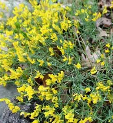 Obrázok produktu pre Genista lydia - krídlatý ginster 20- + cm kontajner