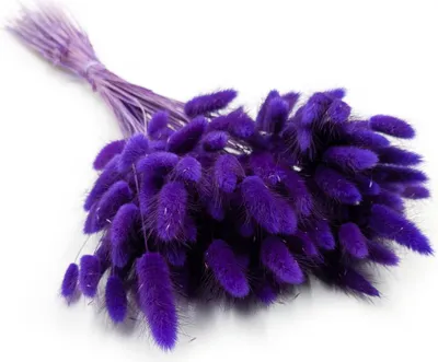 Produktbild von Getrocknete Hasenschwanzgras - (Lagurus) - Violett