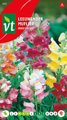 Obrázok produktu pre Muflier Nain Seeds - cca 0,4 gr | VT_800