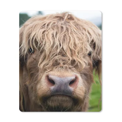 Produktbild von MuchoWow® Mauspad Mousepad Schottische Highlander - Gras - Wald 30x40 cm - Mousepads - Maus Mat - Pad - Mausunterlage - Mausmatten