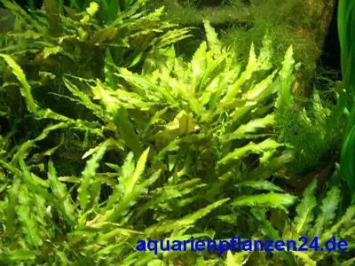 Produktbild von Mühlan - 1 Bund Kirschblatt - Hygrophila corymbosa / Riesenwasserfreund, sehr wiederstandsfähig