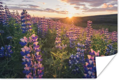 Produktbild von MuchoWow® Poster Lupine - Sonne - Lila 90x60 cm - Schlafzimmer