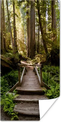 Produktbild von MuchoWow® Poster Dschungel - Natur - Treppe - Bäume 60x120 cm - Wandschmuck