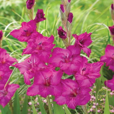Obrázok produktu pre Gladiolus Veľkokvetý Gladiolus Thalia 5 ks cibule gladiolus