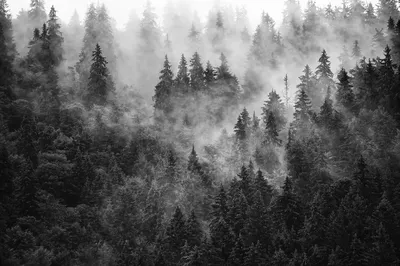Produktbild von Muralo Fototapete Wald im Nebel 180 (B) x 120 (H) cm Vlies Tapete Wandtapeten Bäume Wohnzimmer Schlafzimmer moderne Wandbilder XXL Landschaft Panorama Wand Dekoration