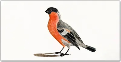 Produktbild von Coloray - Bild aus Glas - Glasbilder - 100 x 50 cm - Glasblock mit Bild Gehärtetes Glas Wohnzimmer Dekoration Wanddekoration Küche - Tier Vogel