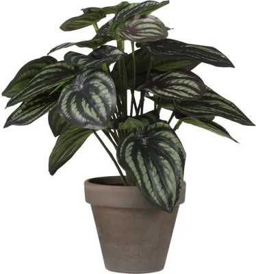 Produktbild von Mica Kunstpflanze Peperomia dunkelgrün, 24 x 23 cm