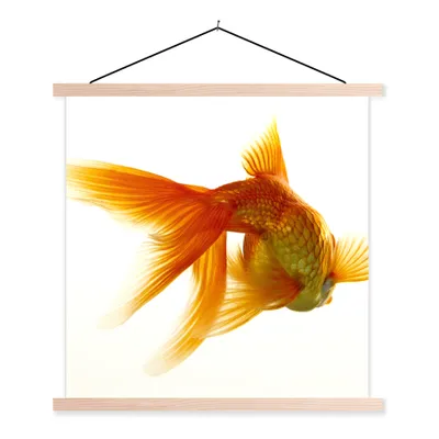Produktbild von MuchoWow® Textilposter Goldfisch - Meerestiere - Weiß 40x40 cm mit holzfarbenen Rahmen - Posterleiste