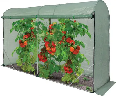 A greenhouse with tomato plants inside.
