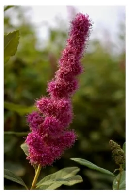 Produktbild von Rosa Kolbenspiere Triumphans - Spiraea billardii Triumphans - 60-100