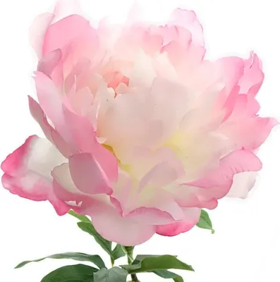 Produktbild von GASPER Pfingstrose - Peonia Rosa 66 cm - Kunstblumen