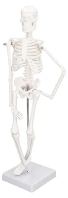 Obrázok produktu pre Odnímateľný model kostry ľudského tela, výška 45 cm