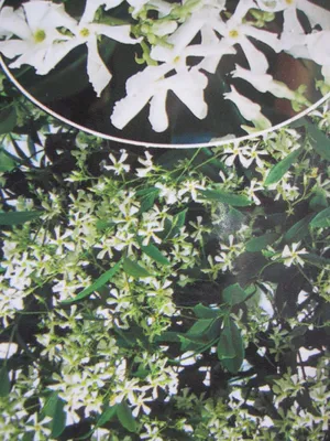 Produktbild von Trachelospermum jasminoides - Sternjasmin - 60-100cm