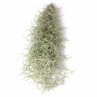 Produktbild von Tillandsia Luftpflanze Spanisches Moos L