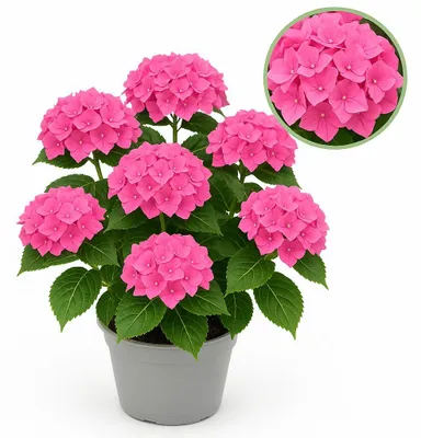 Immagine prodotto di Cuore esotico - Ortensia - Hydrangea Forever & Ever - Rosa - 7-12 fiori - vaso da 23 cm