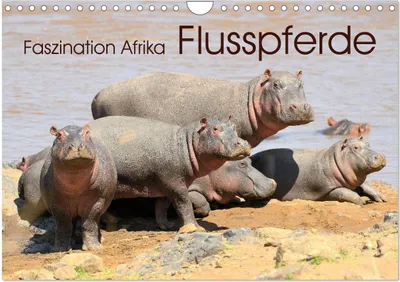 Produktbild von Faszination Afrika: Flusspferde (Wandkalender 2026 DIN A4 quer), CALVENDO Monatskalender