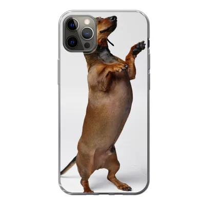 Produktbild von MuchoWow® Handyhülle Schutzhülle Hülle für iPhone 12 Pro Max Ein Dackel, der auf seinen beiden Hinterbeinen steht Silikon Softcase Handy Hülle - Hartschale