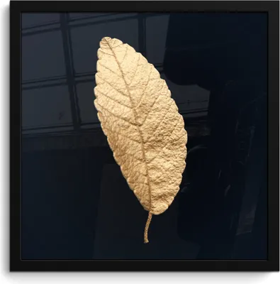Produktbild von MuchoWow® MuchoWow® Gerahmtes Poster Schwarz und Gold - Blätter - Schwarz - Pflanzen - Luxus 40x40 cm - Poster mit zchwarzem Bilderrahmen - Mit Rahmen - Wanddekoration Schlafzimmer