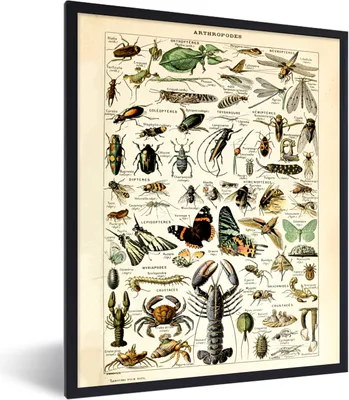 Produktbild von MuchoWow® Gerahmtes Poster Tiere - Adolphe Millot - Vintage - Insekten - Kunst 30x40 cm - Poster mit Schwarzem Bilderrahmen Wandposter Rahmen Foto Bilder - Wanddeko - Kunstdrucke