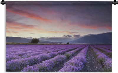 Produktbild von MuchoWow® Wandteppich Wandbehang Sonnenuntergang über Lavendel 90x60 cm Tapisserie Dekoration Wandtuch - Wandskulpturen - Bildteppich
