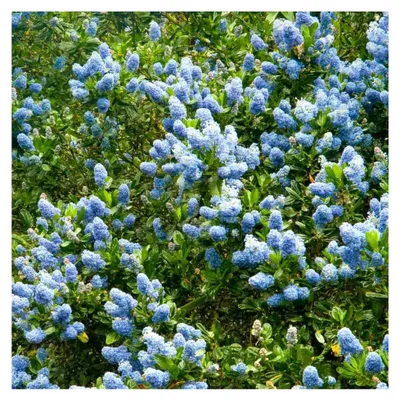 Produktbild von Ceanothus Victoria, Kalifornischer Flieder, immergrüner Gartenstrauch, Topfpflanze für den Außenbereich