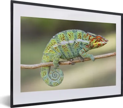 Produktbild von MuchoWow® MuchoWow® Gerahmtes Poster Blickendes Chamäleon 40x30 cm - Poster mit zchwarzem Bilderrahmen - Bilderrahmen - Poster im Rahmen