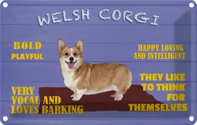 Produktbild von vianmo Blechschild 20x30 cm Welsh Corgi Hund bold playful Tier Haustier
