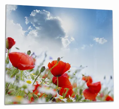 Immagine prodotto di Piastra di copertura per piano cottura Wallario in vetro, dimensioni 60 x 52 cm, in un unico pezzo, con motivo di papaveri sotto un cielo blu