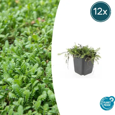 Zdjęcie produktu dla Rosliny okrywowe - Mech - Brazowy mech pierzasty - Leptinella squalida - Cotula - Doniczka 9 cm - Zestaw 12 roslin