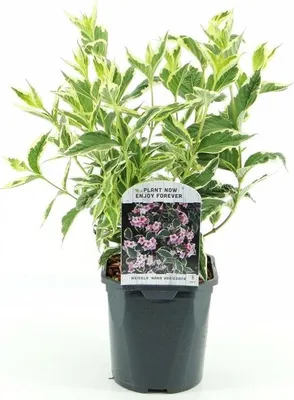 Immagine prodotto di Weigela variegata Nana Variegata 40-60 cm - Arbusto ornamentale bianco-verde, resistente, compatto per giardino e contenitori