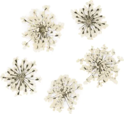 Immagine prodotto di MollyLac Fiori secchi per unghie bianchi, 5 pezzi