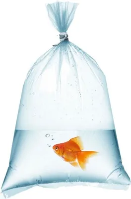 Produktbild von Aquarienfischbeutel 18x50cm - 50 Stück.