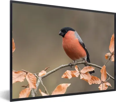 Produktbild von MuchoWow® Gerahmtes Poster Vogel - Laub - Herbst - Gimpel - 80x60 cm - Poster mit Schwarzem Bilderrahmen Wandposter Rahmen Foto Bilder - Schwarzem - Mit Gestell